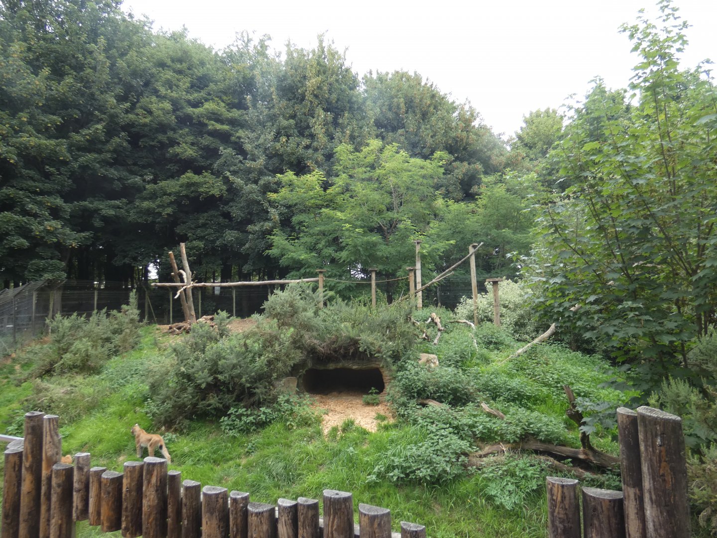 Eurasian Lynx enclosure