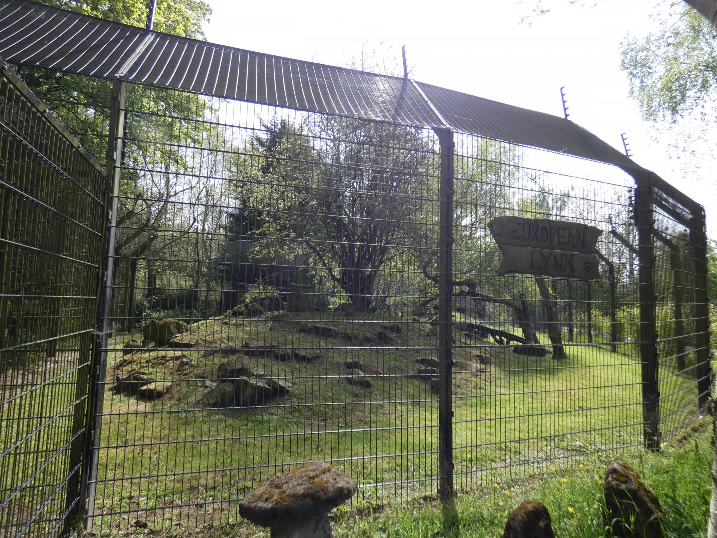 Eurasian lynx enclosure