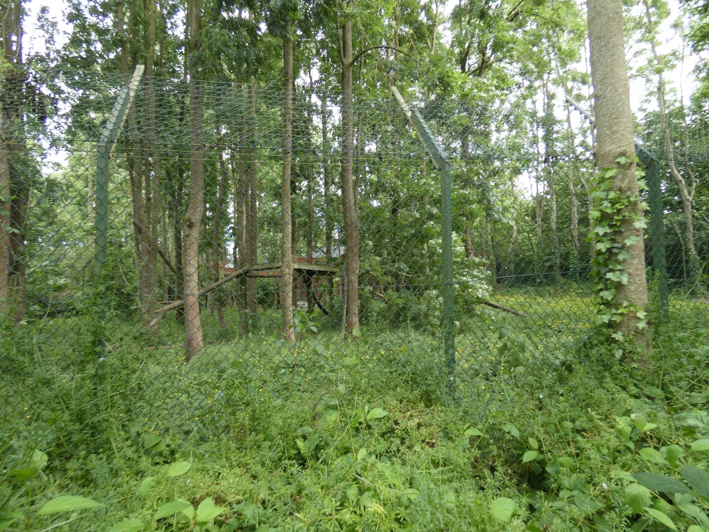 Eurasian lynx enclosure
