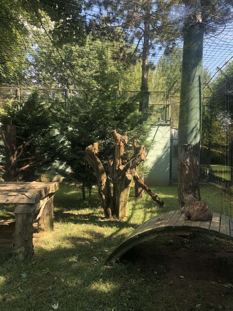 Eurasian Lynx Enclosure