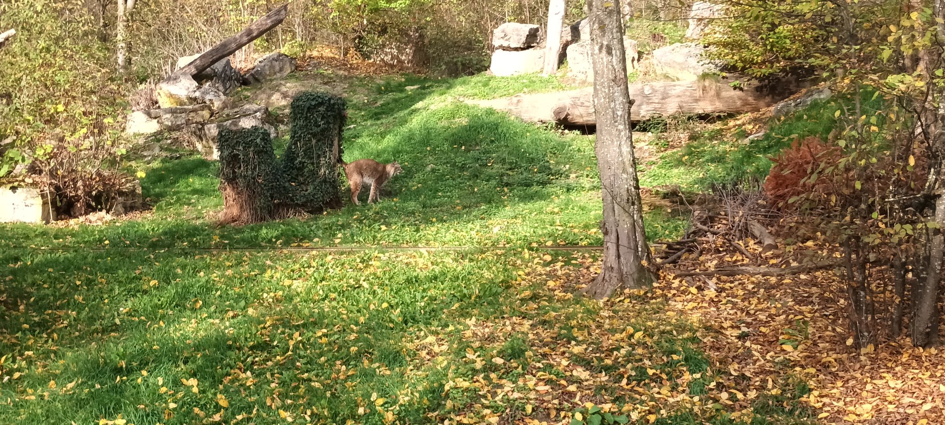 Eurasian Lynx Enclosure
