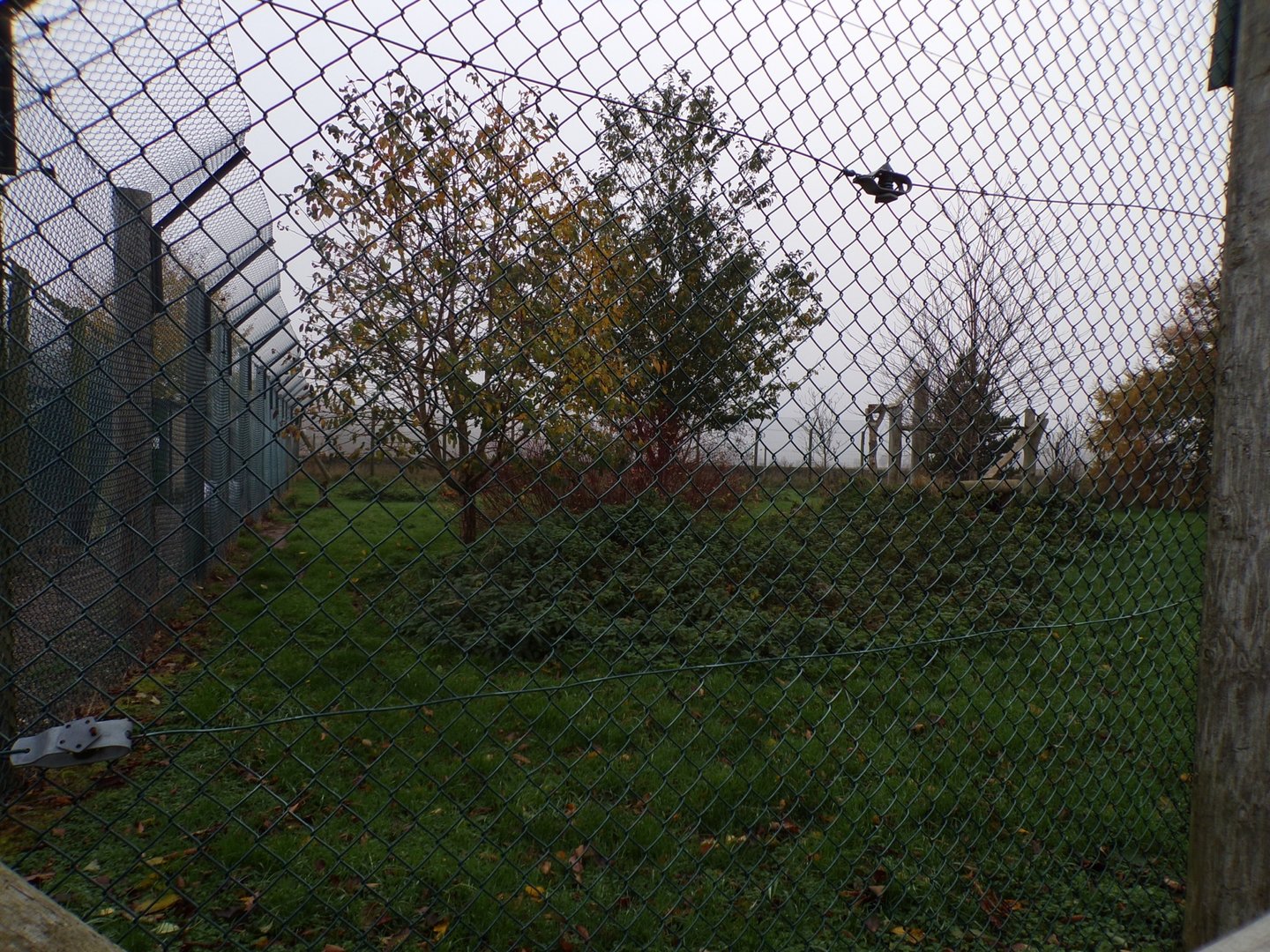 Eurasian lynx enclosure