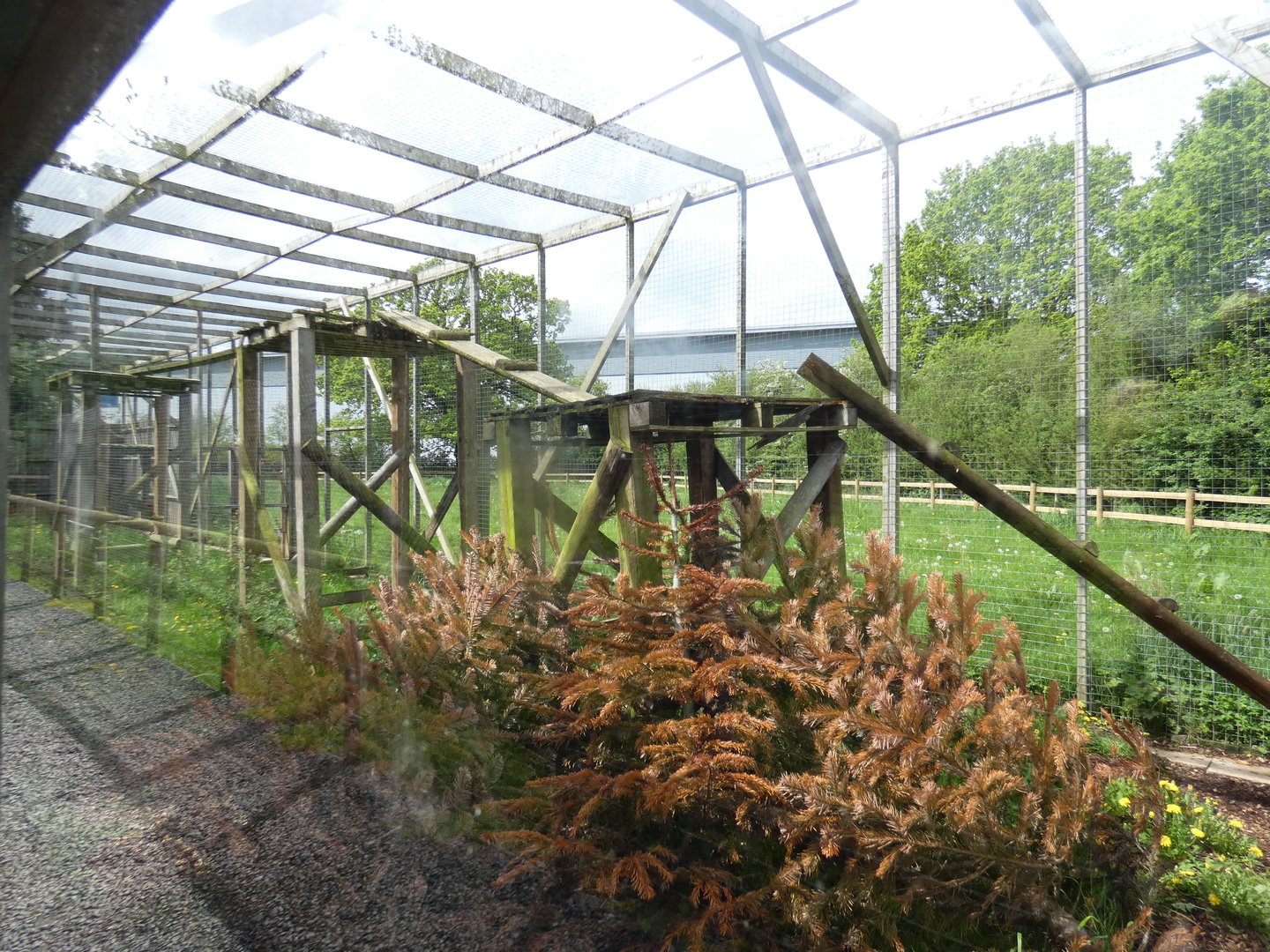 Eurasian lynx enclosure
