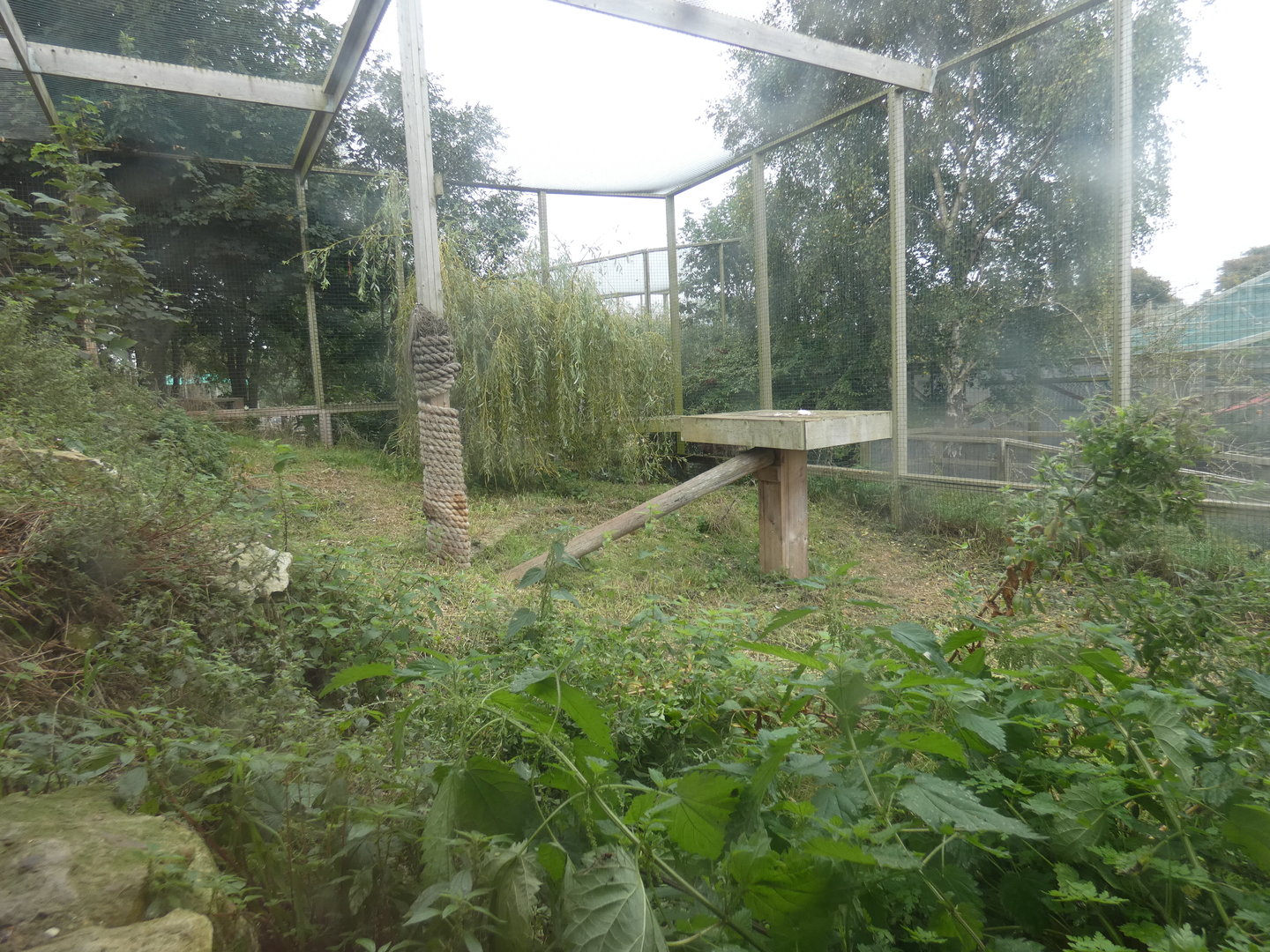 Eurasian lynx enclosure