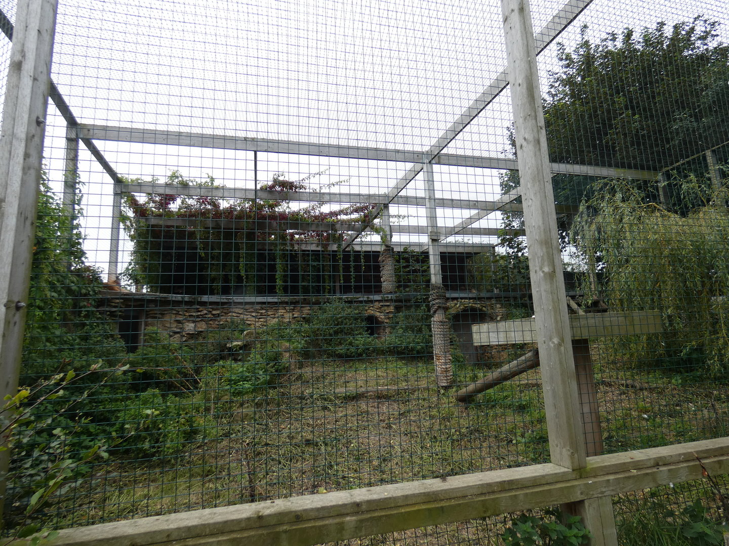 Eurasian lynx enclosure