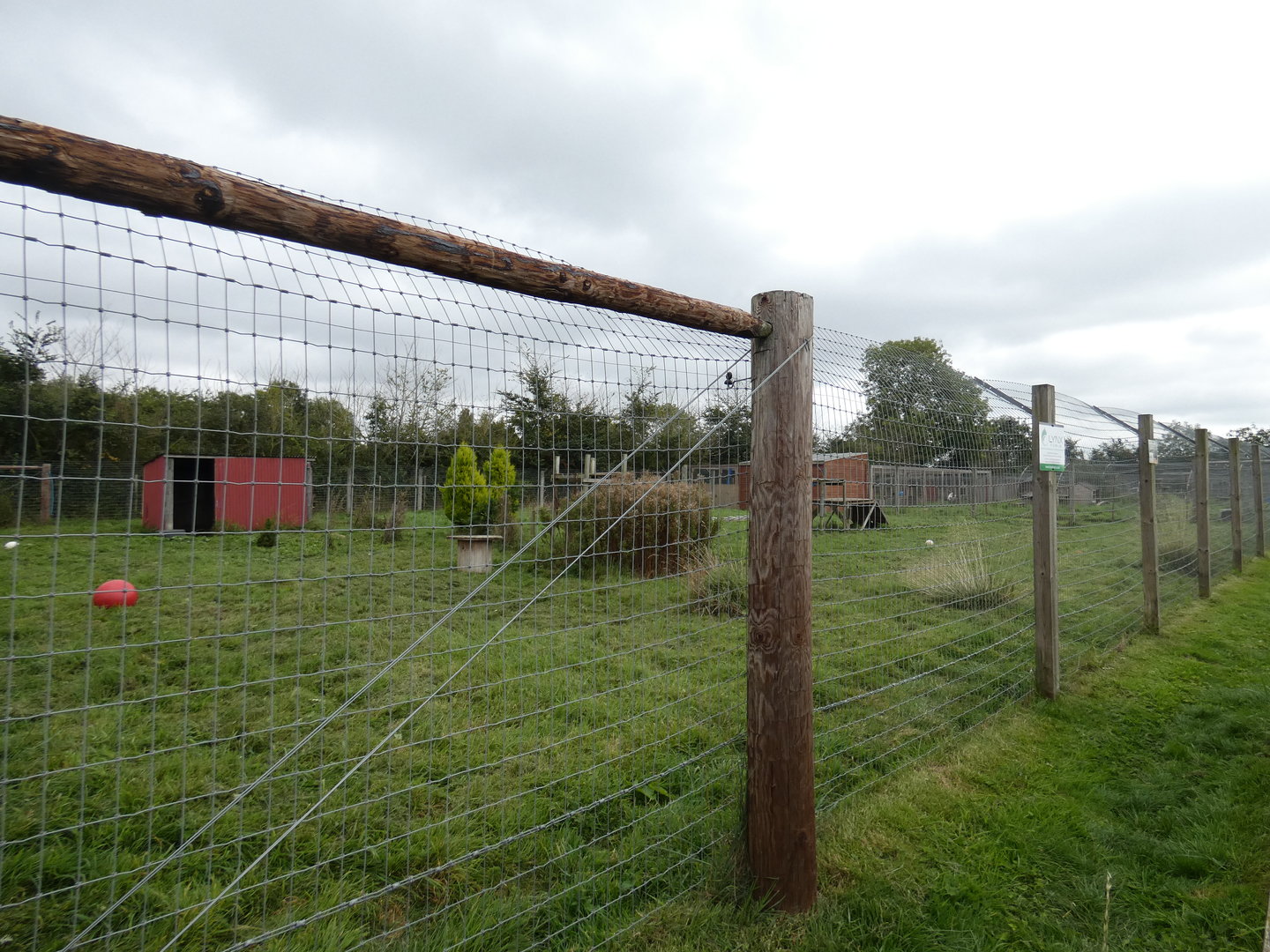Eurasian lynx enclosure