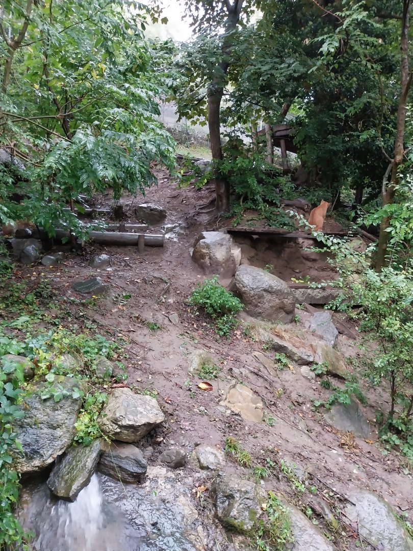 Eurasian lynx enclosure