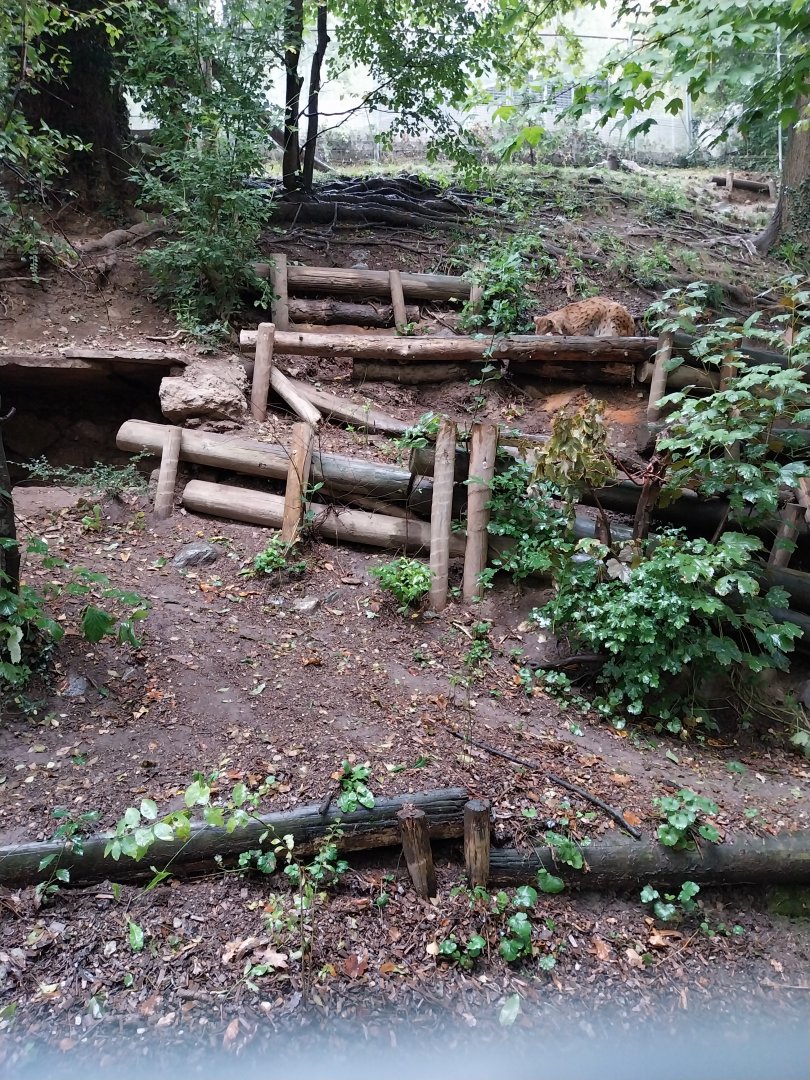 Eurasian lynx enclosure
