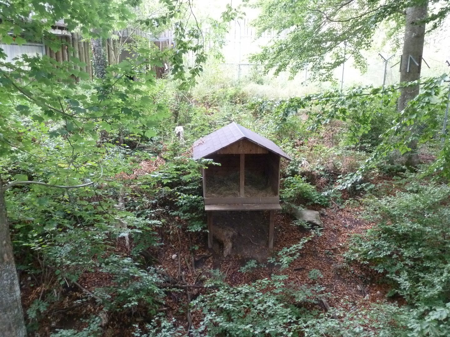 Eurasian lynx enclosure