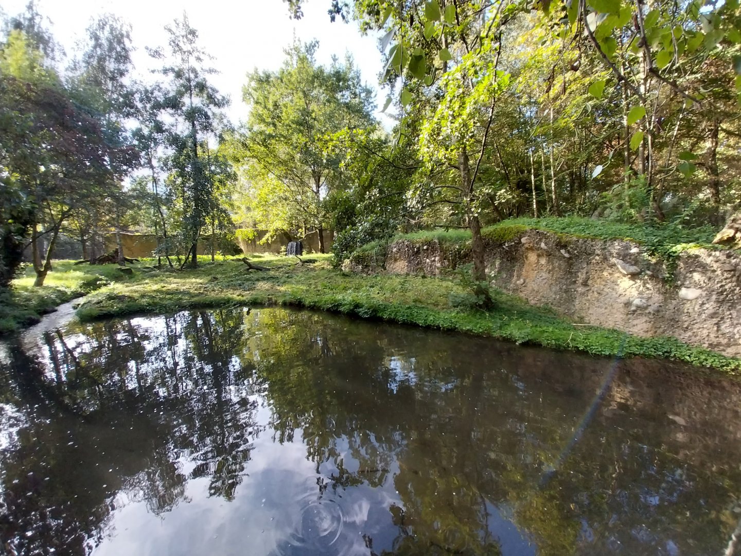 Eurasian lynx enclosure