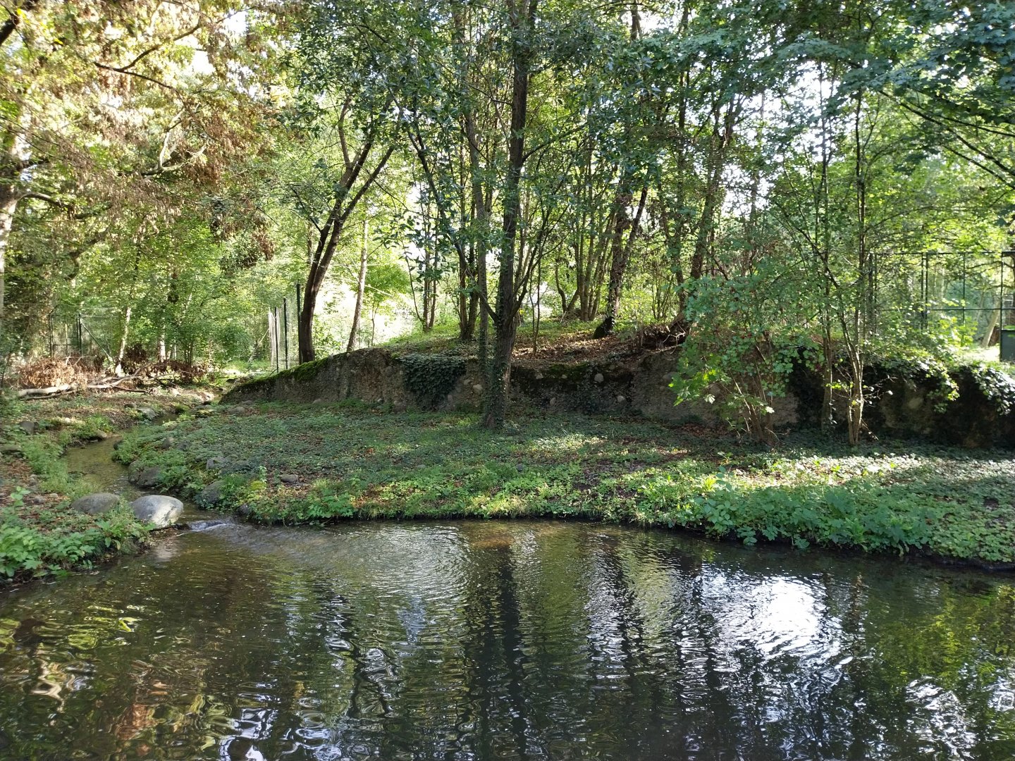 Eurasian lynx enclosure