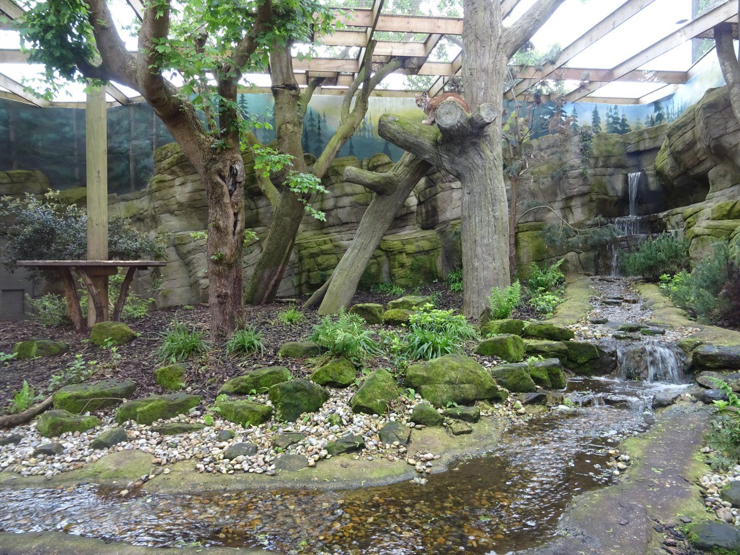 Eurasian Lynx enclosure