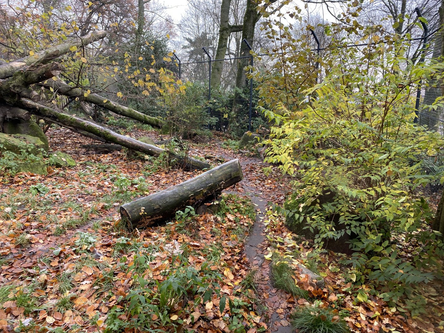 Eurasian lynx exhibit 011219