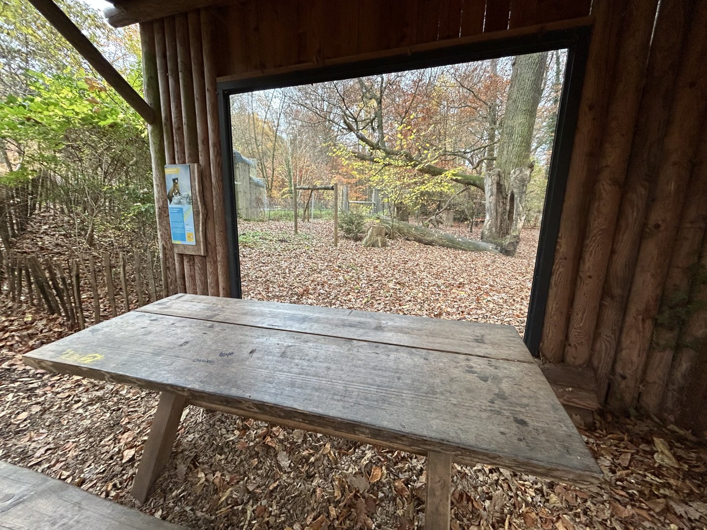 Eurasian Lynx Exhibit #1 (former marten)