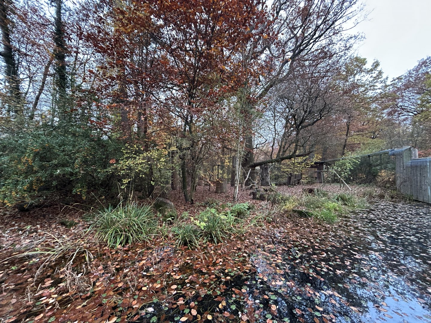 Eurasian Lynx Exhibit #1 (former marten)