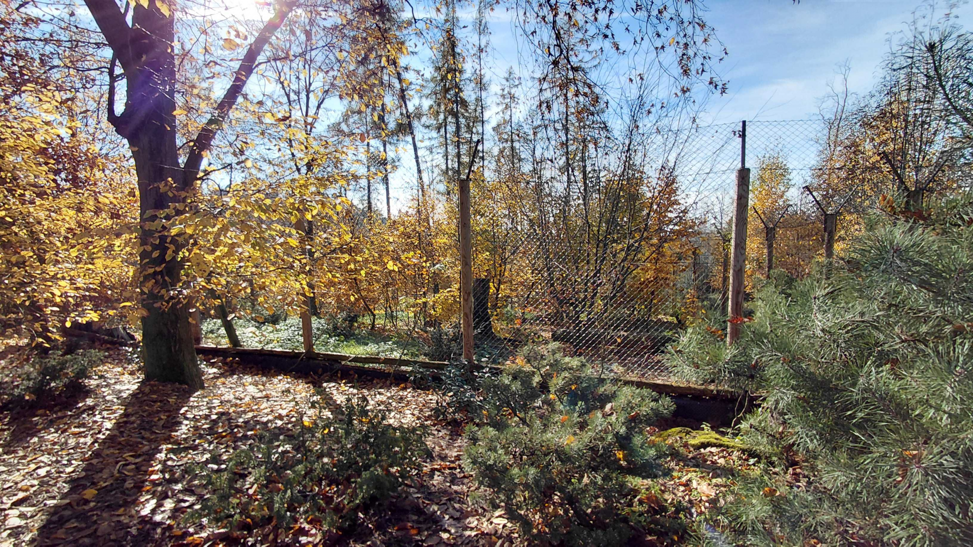 Eurasian lynx exhibit #1