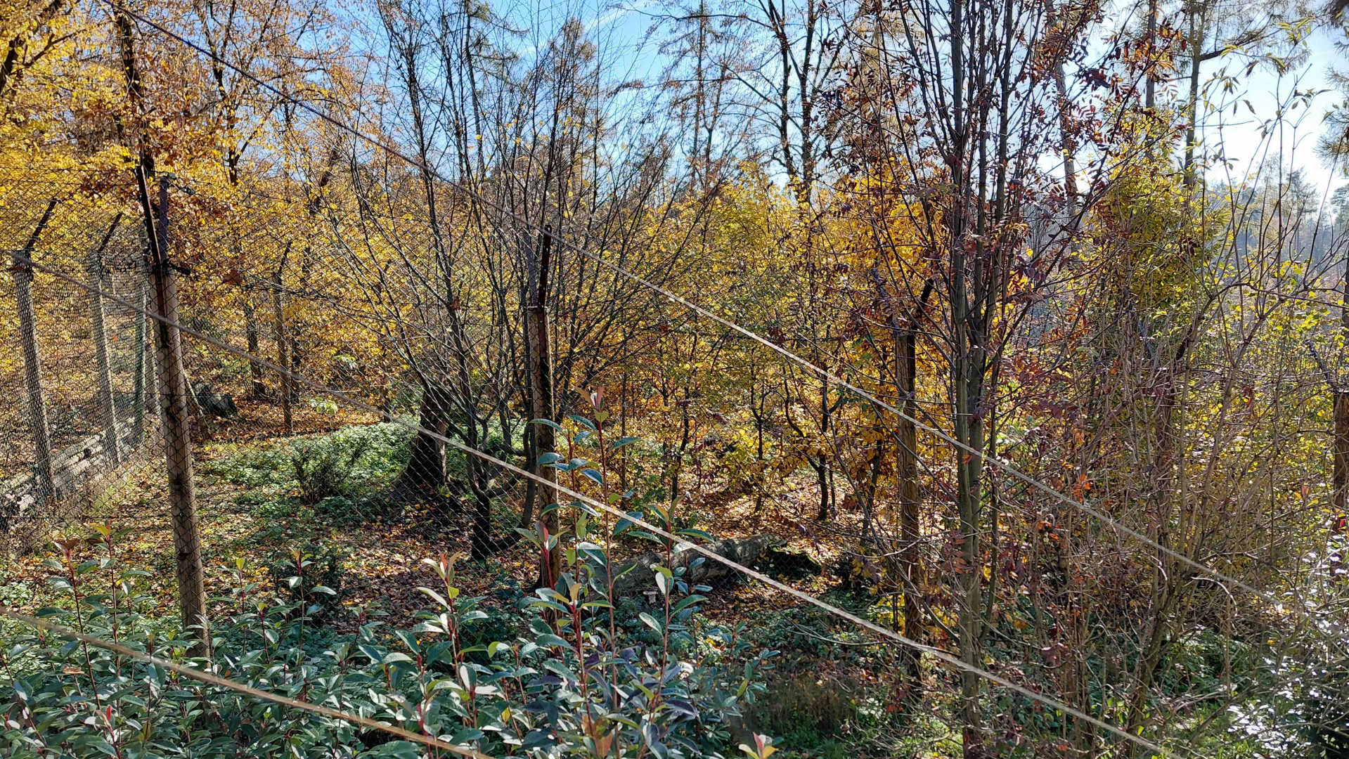 Eurasian lynx exhibit #1