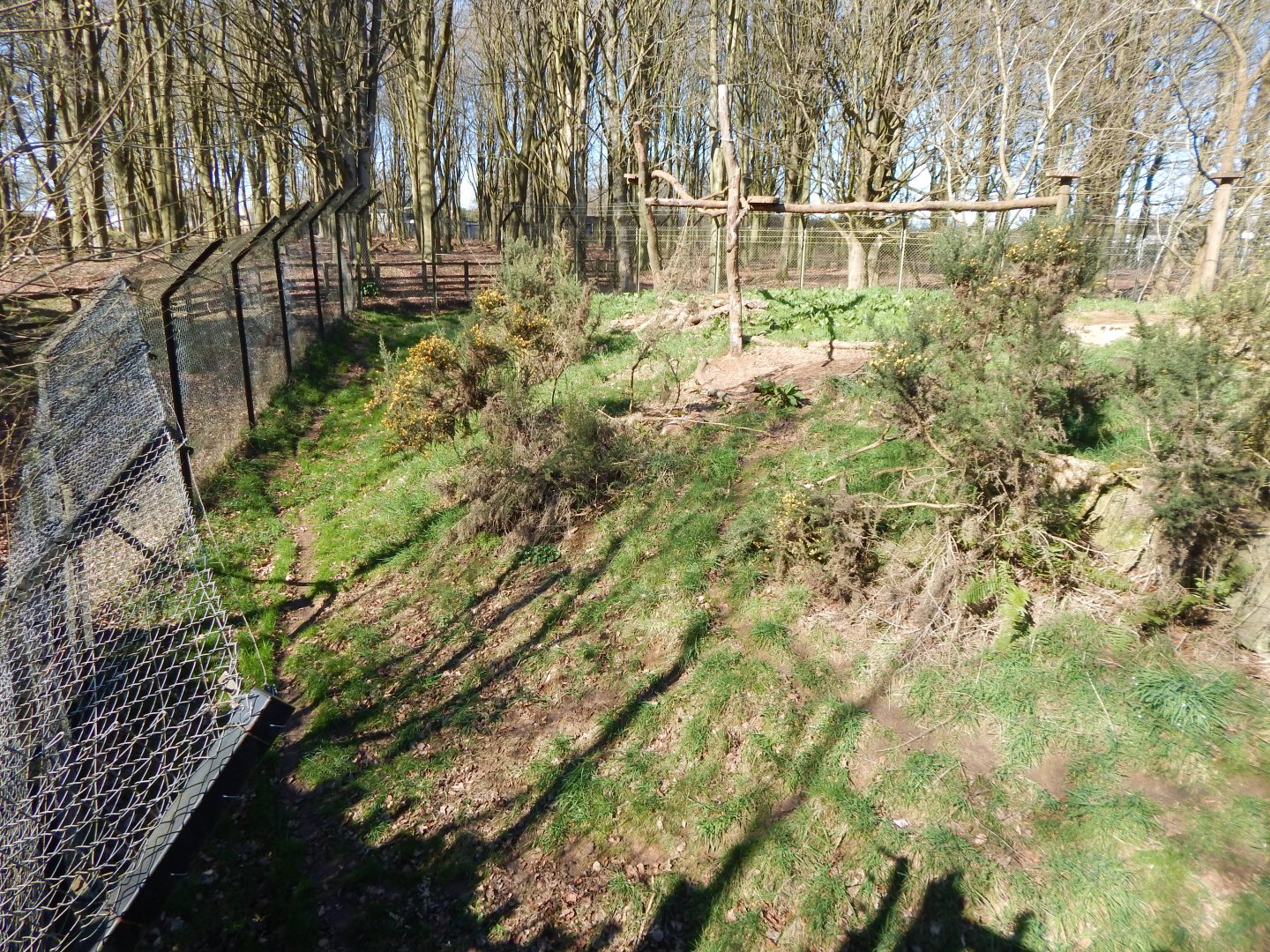 Eurasian lynx exhibit 190322