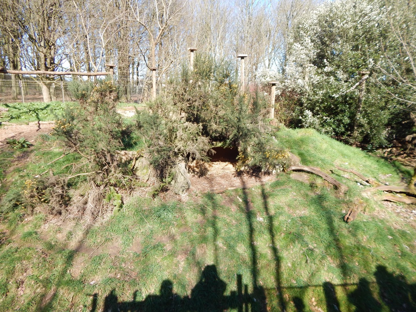 Eurasian lynx exhibit 190322