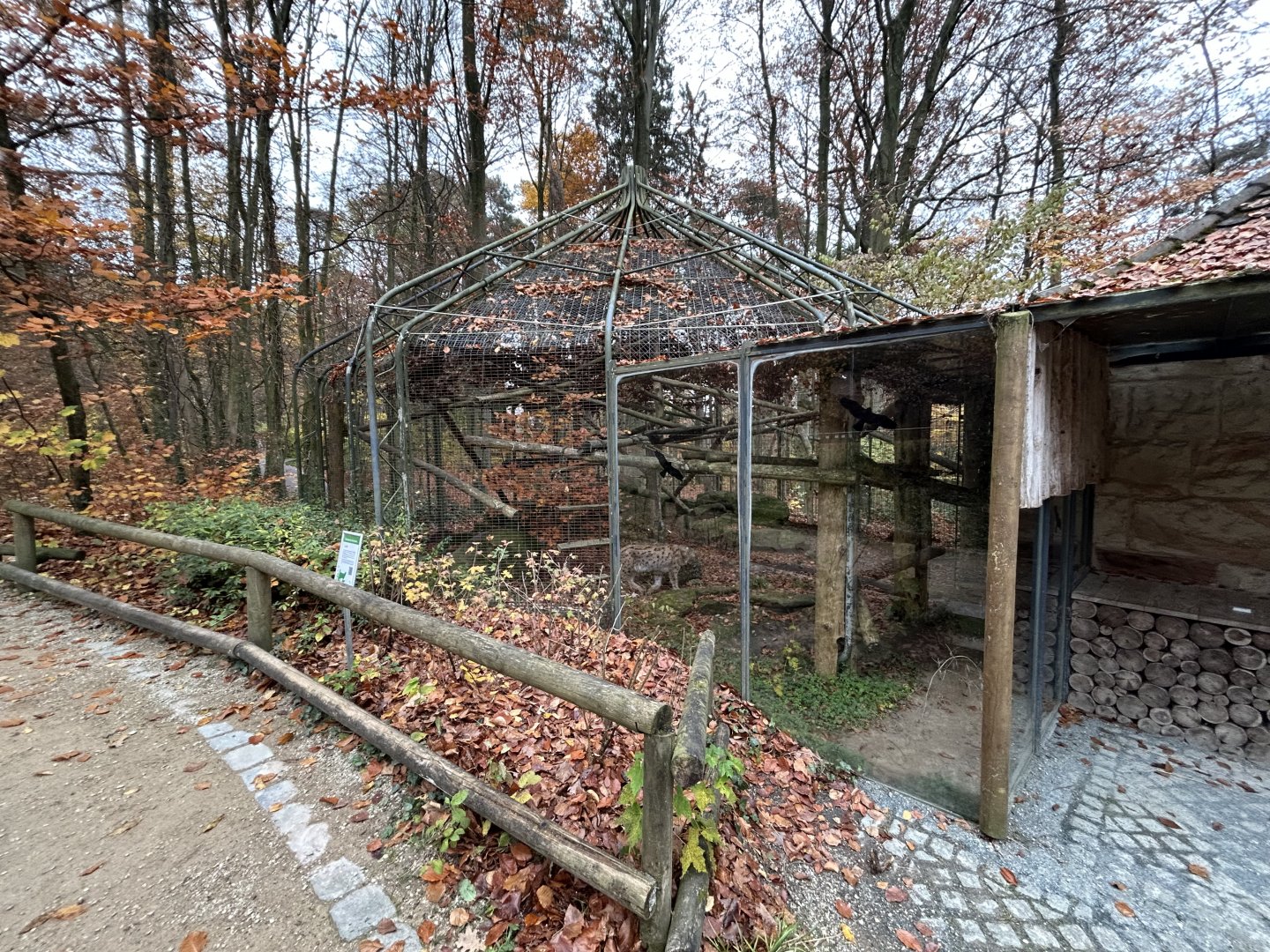 Eurasian Lynx Exhibit #2 (former marten)