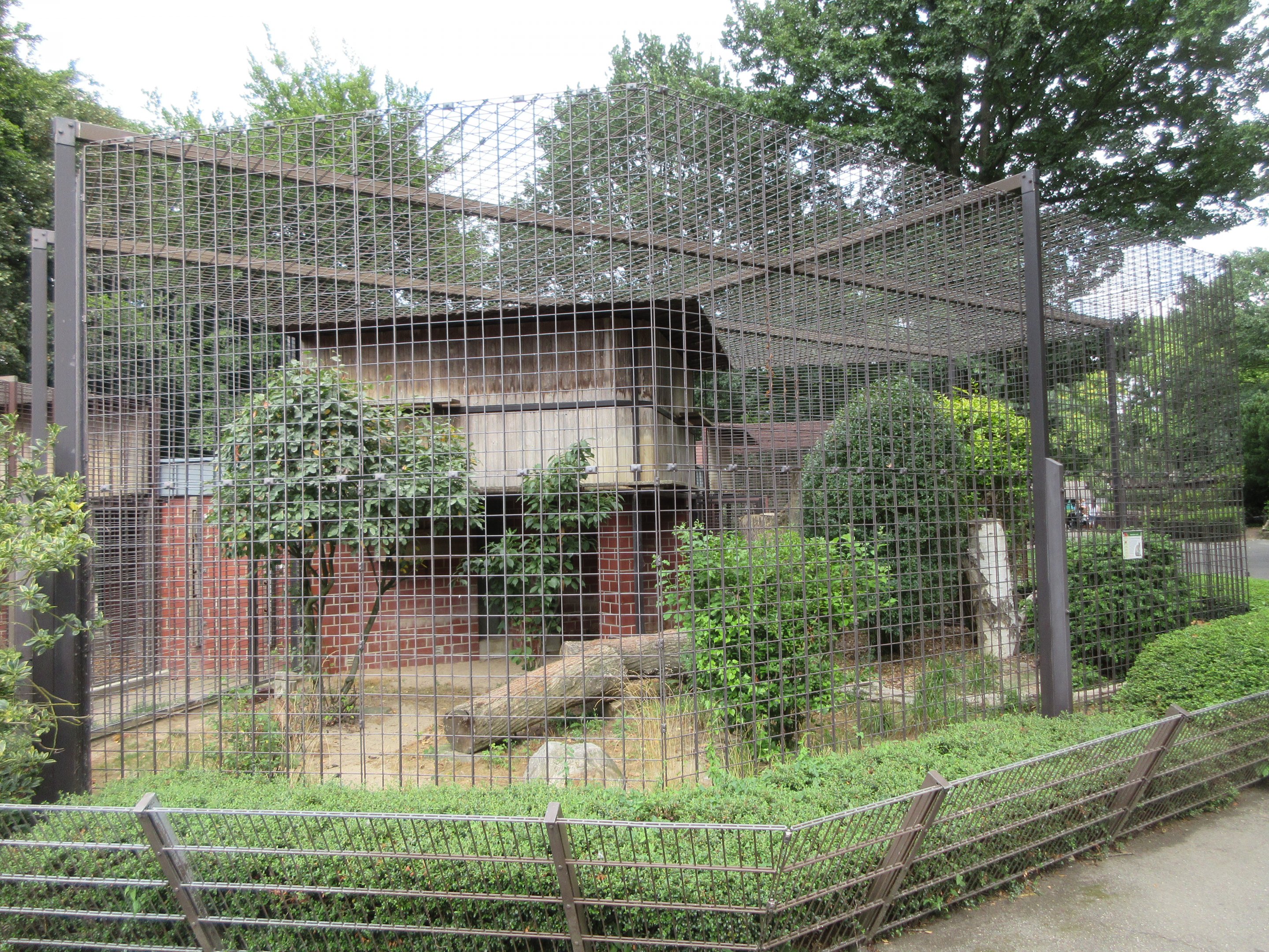 Eurasian Lynx Exhibit #2