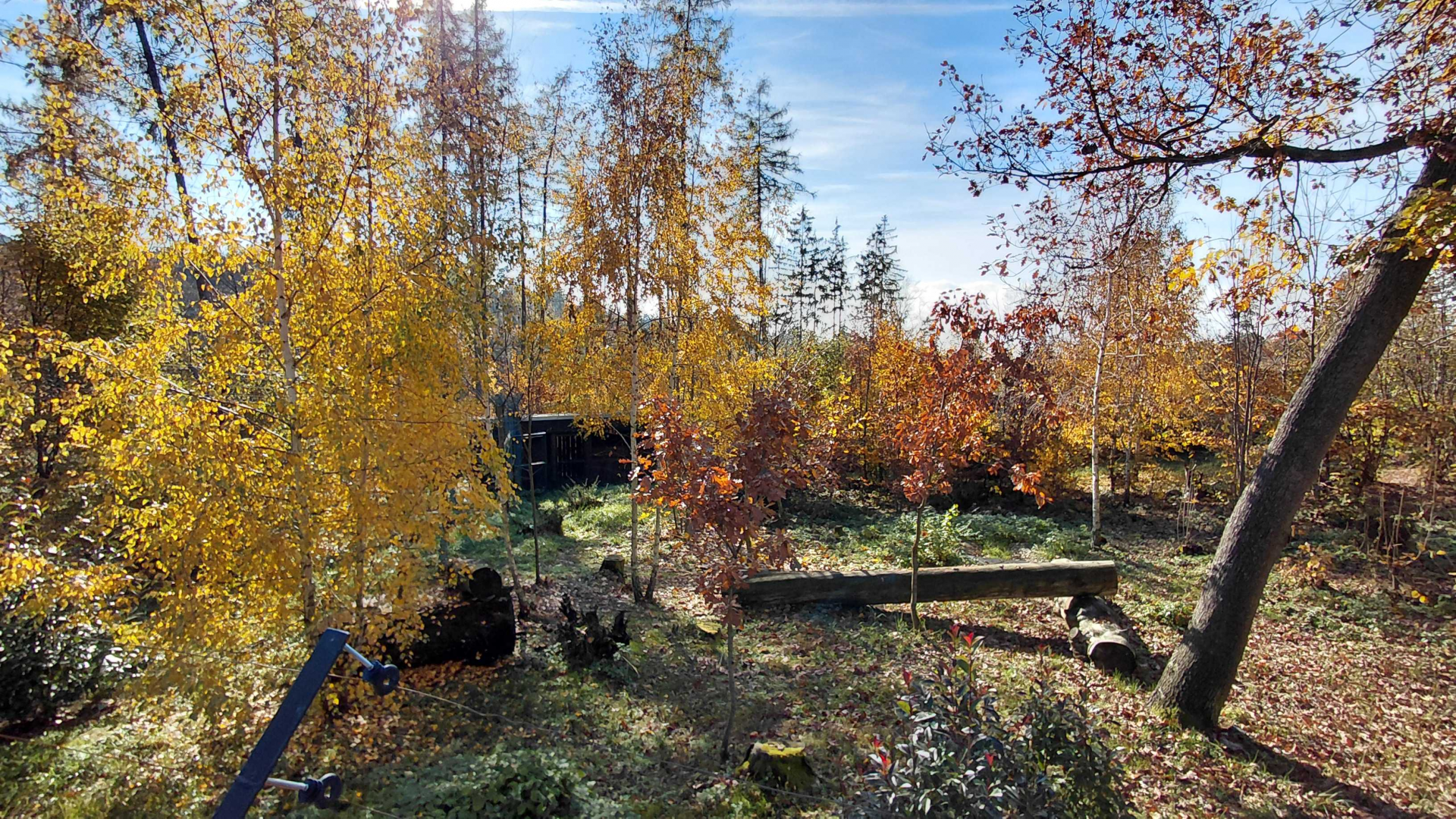 Eurasian lynx exhibit #2
