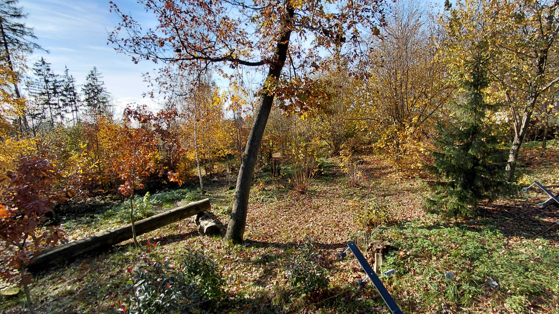 Eurasian lynx exhibit #2