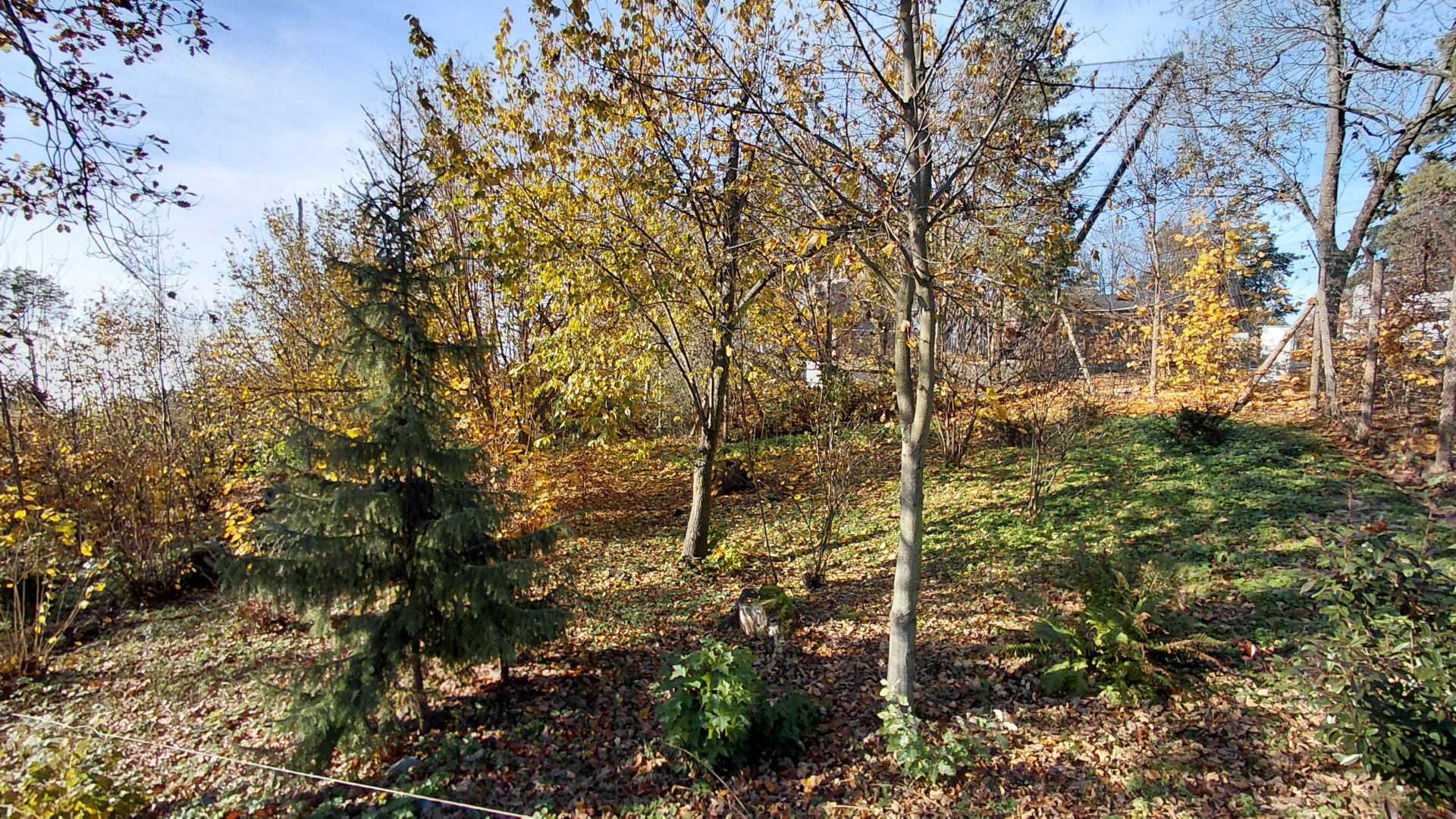 Eurasian lynx exhibit #2