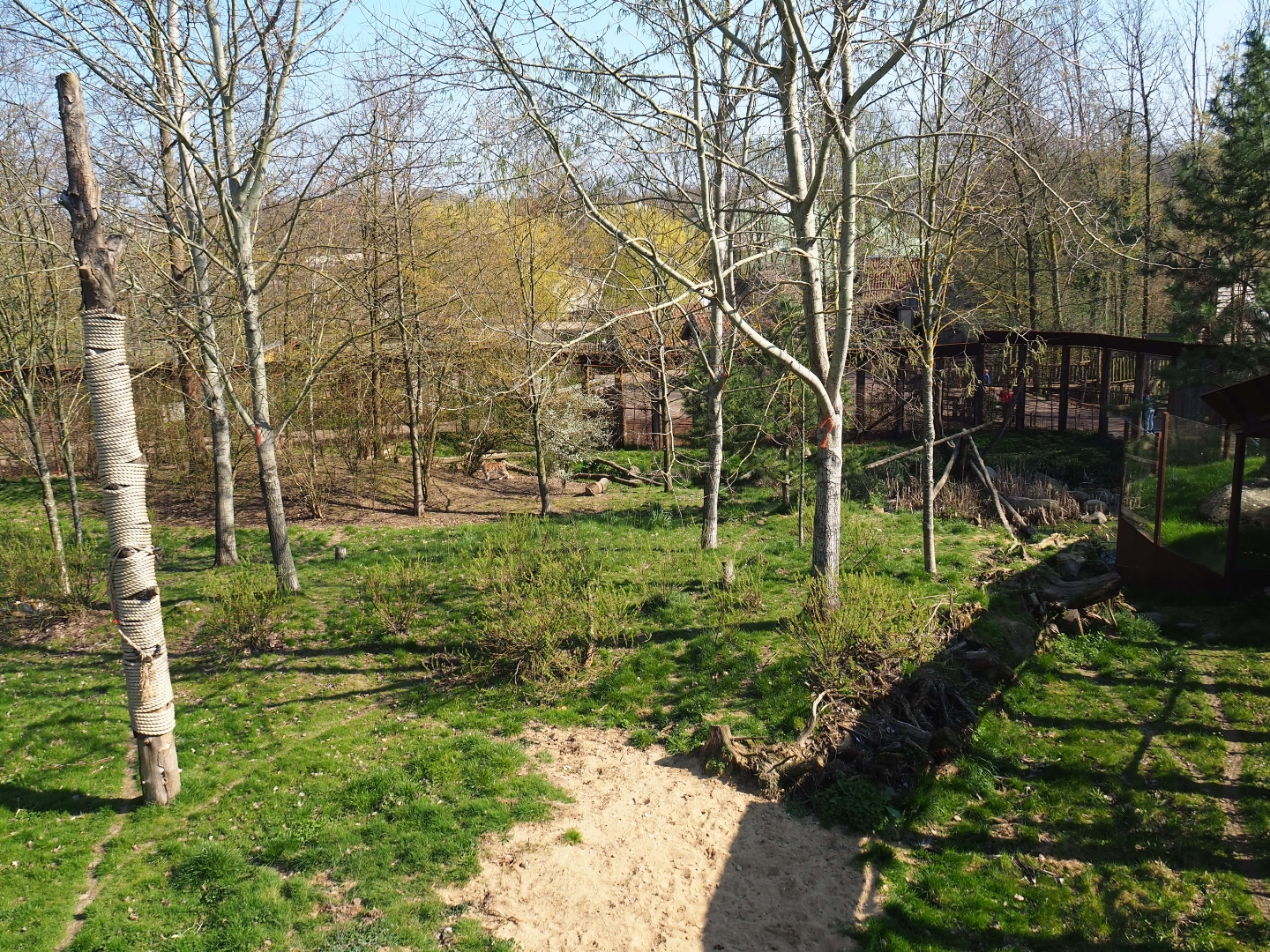 Eurasian lynx exhibit, 2019-03-30
