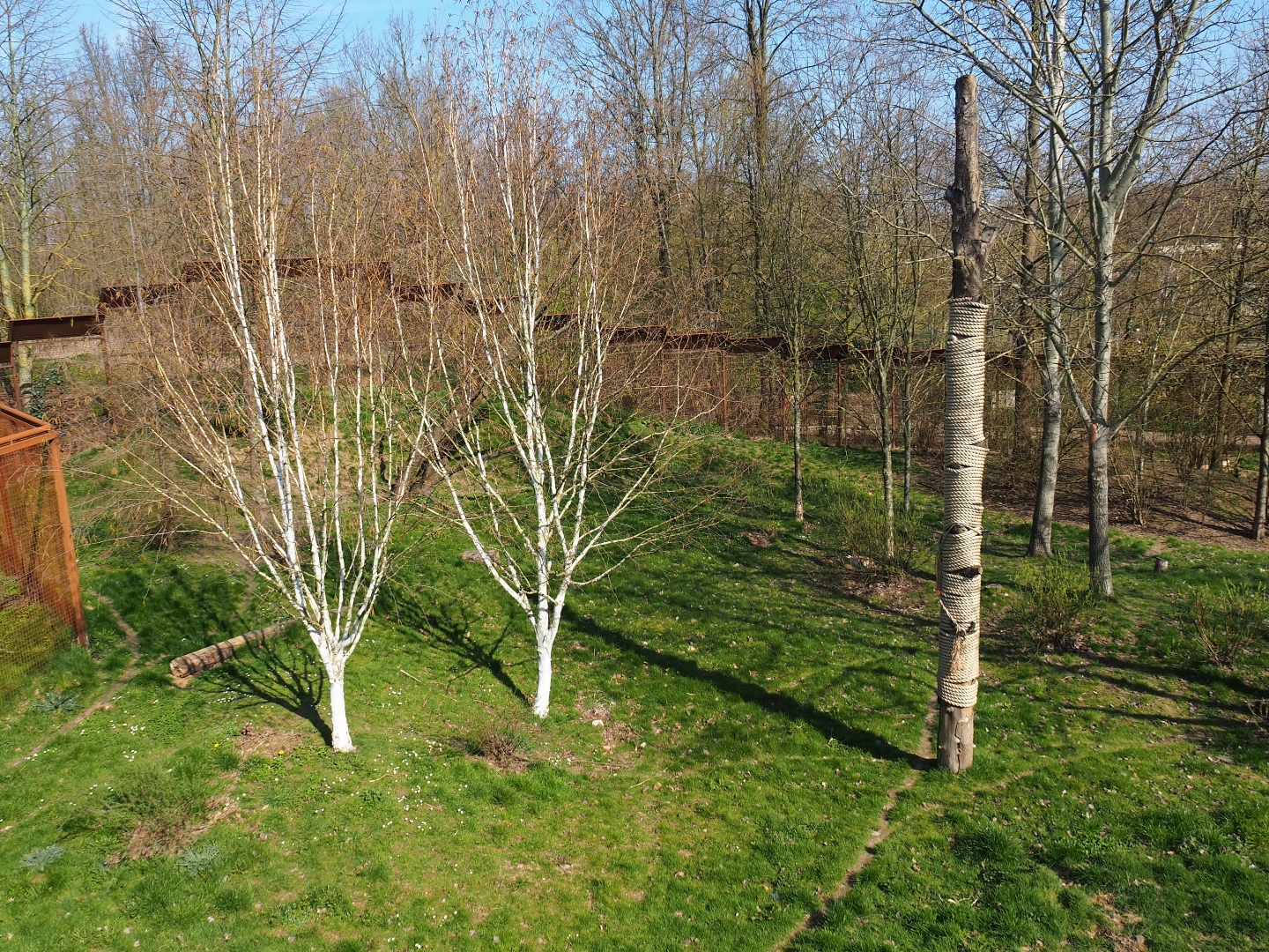 Eurasian lynx exhibit, 2019-03-30