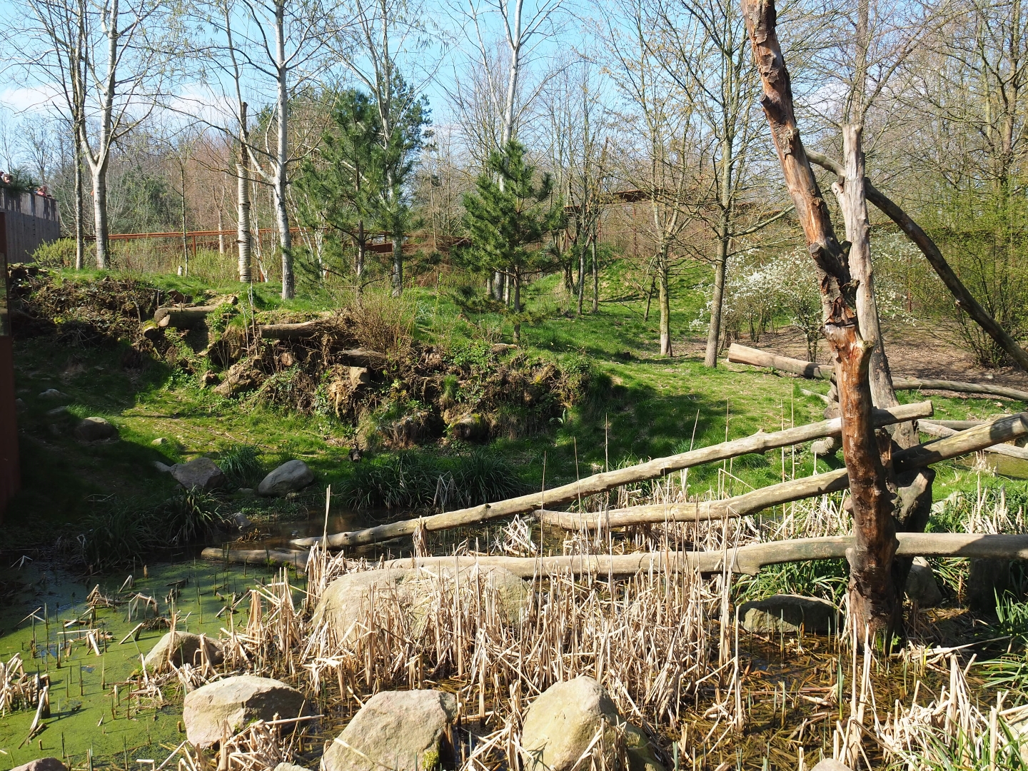 Eurasian lynx exhibit, 2019-03-30