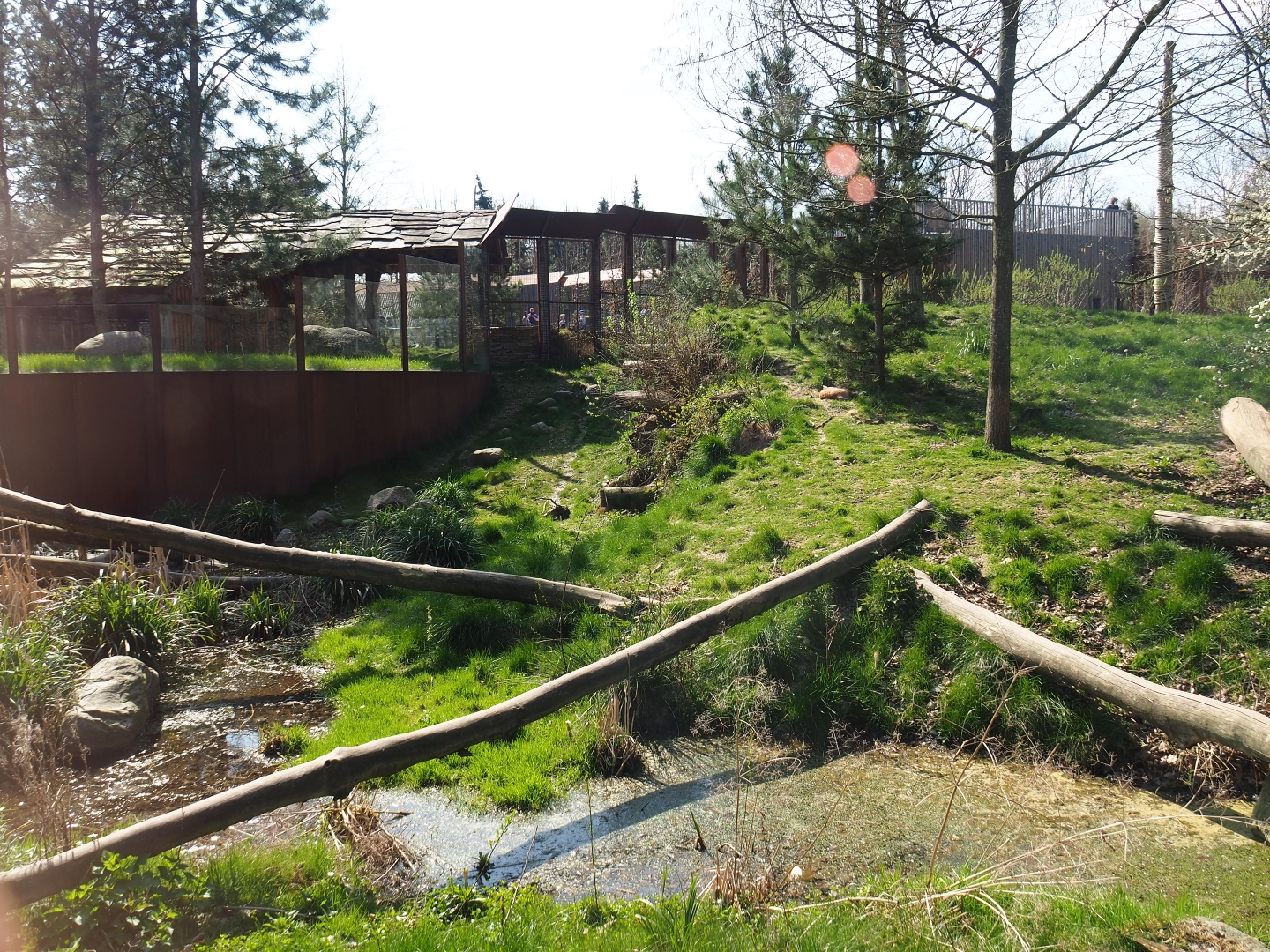Eurasian lynx exhibit, 2019-03-30