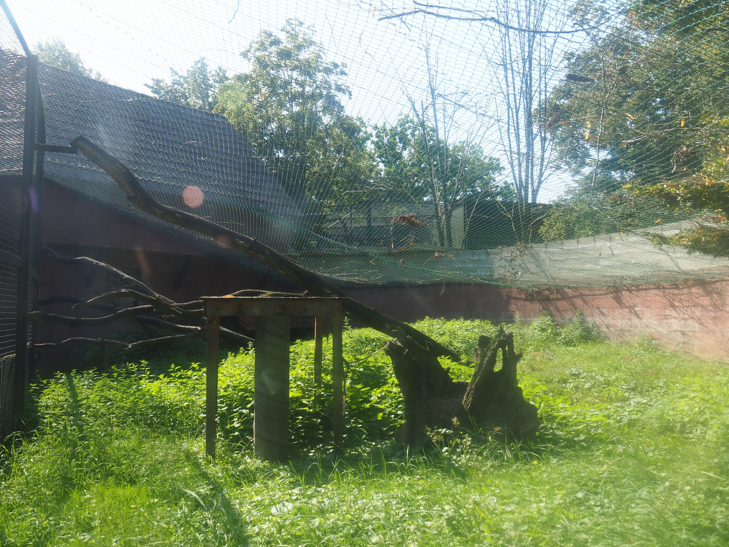 Eurasian lynx exhibit, 2019-08-04