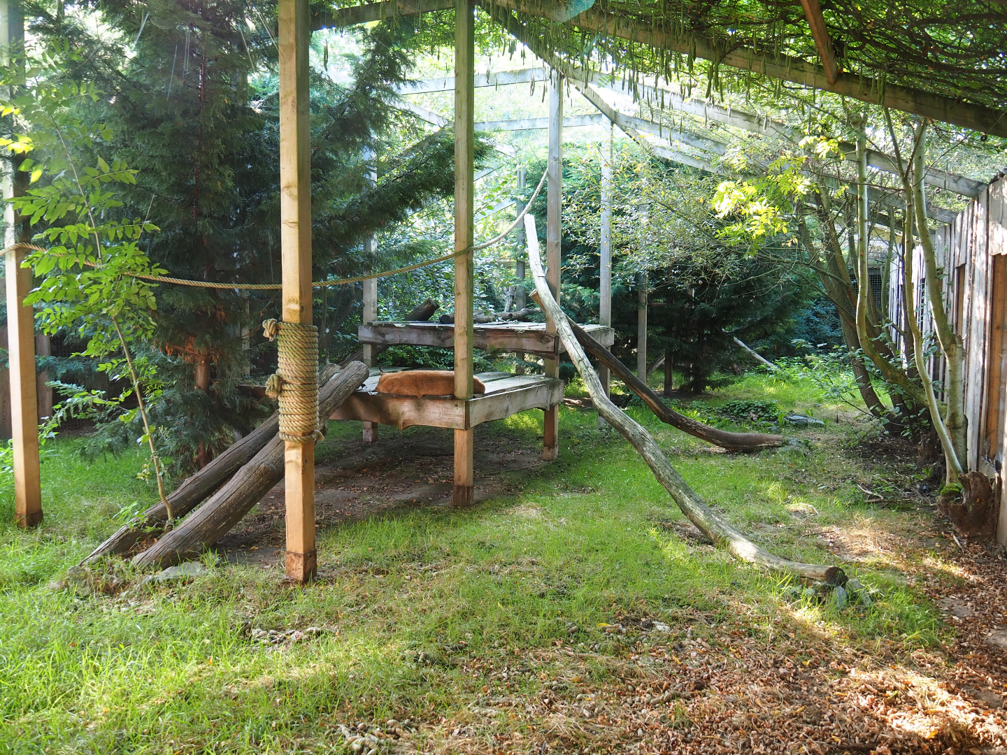 Eurasian lynx exhibit, 2020-09-12