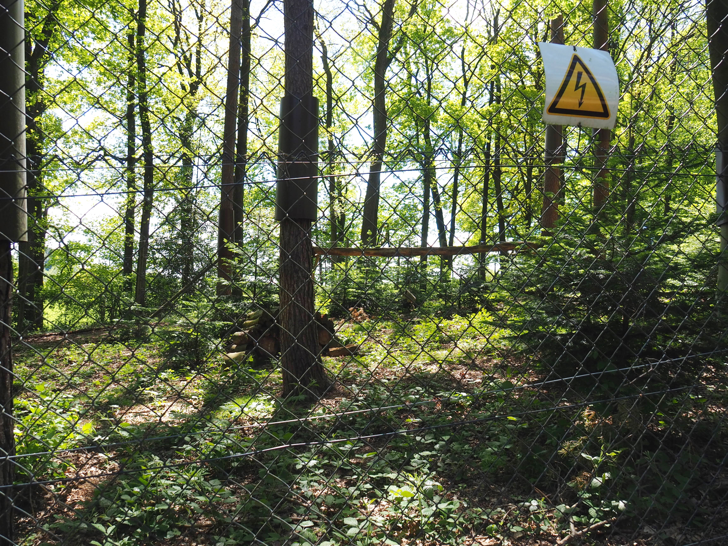 Eurasian lynx exhibit, 2021-05-29