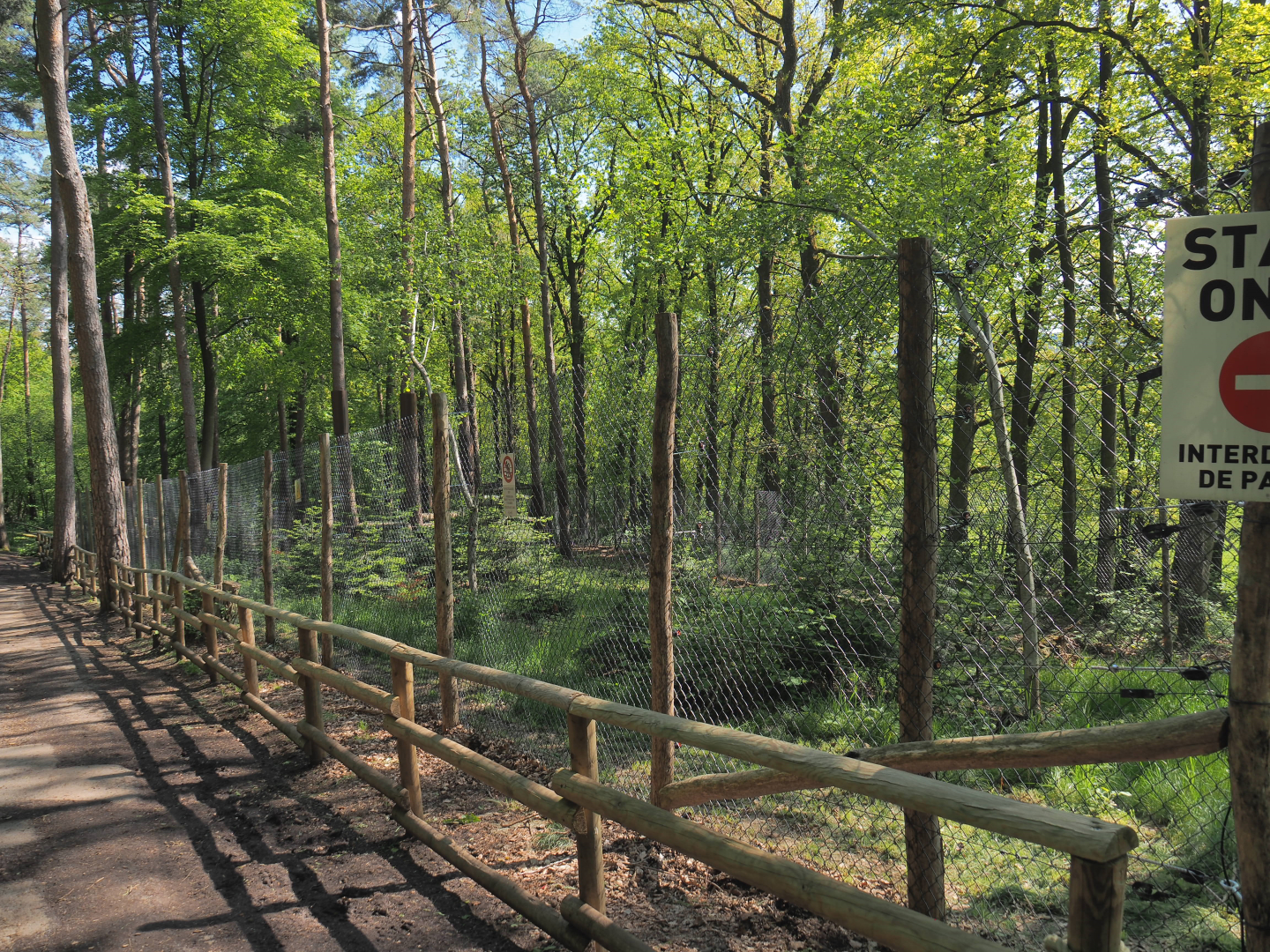 Eurasian lynx exhibit, 2021-05-29