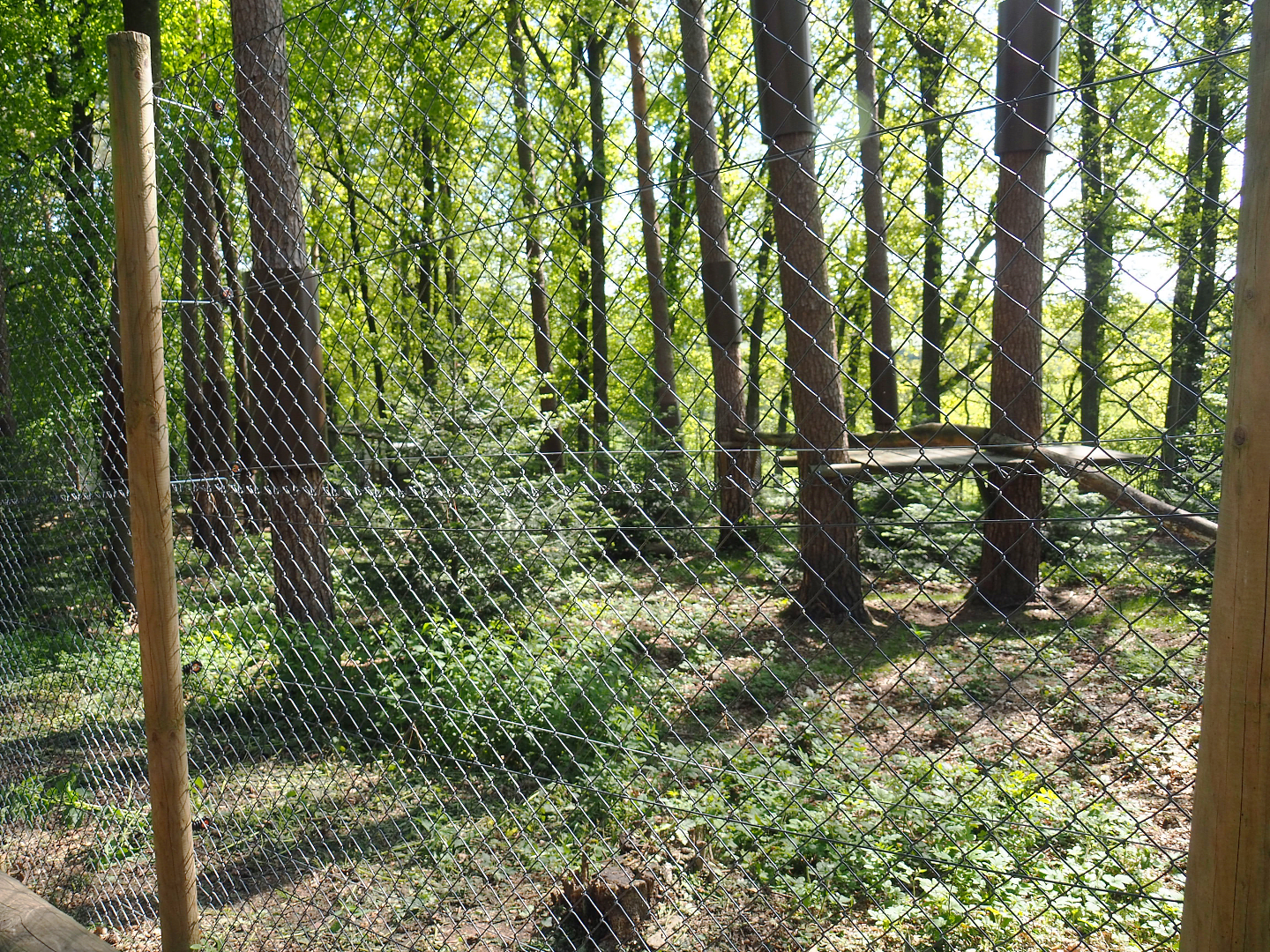 Eurasian lynx exhibit, 2021-05-29