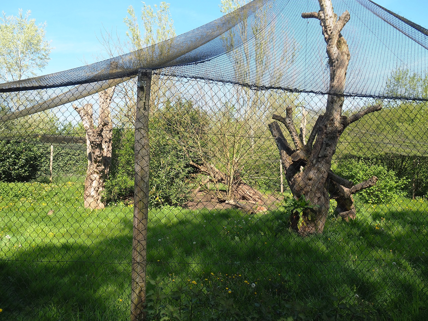 Eurasian lynx exhibit, 2023-04-30