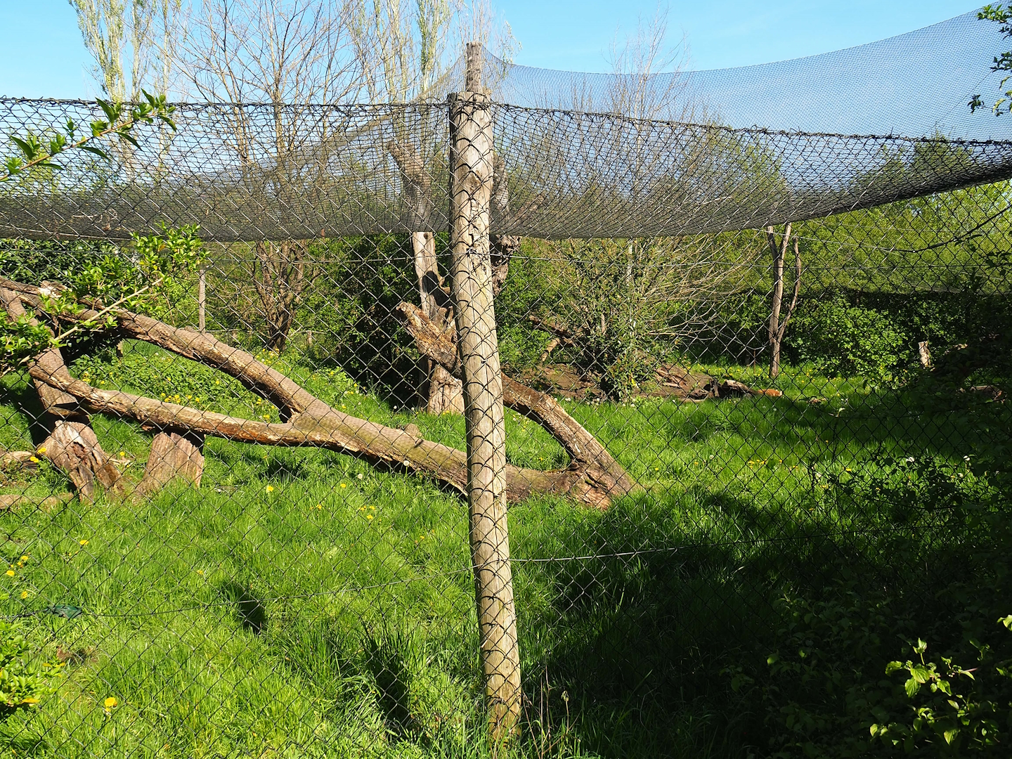 Eurasian lynx exhibit, 2023-04-30