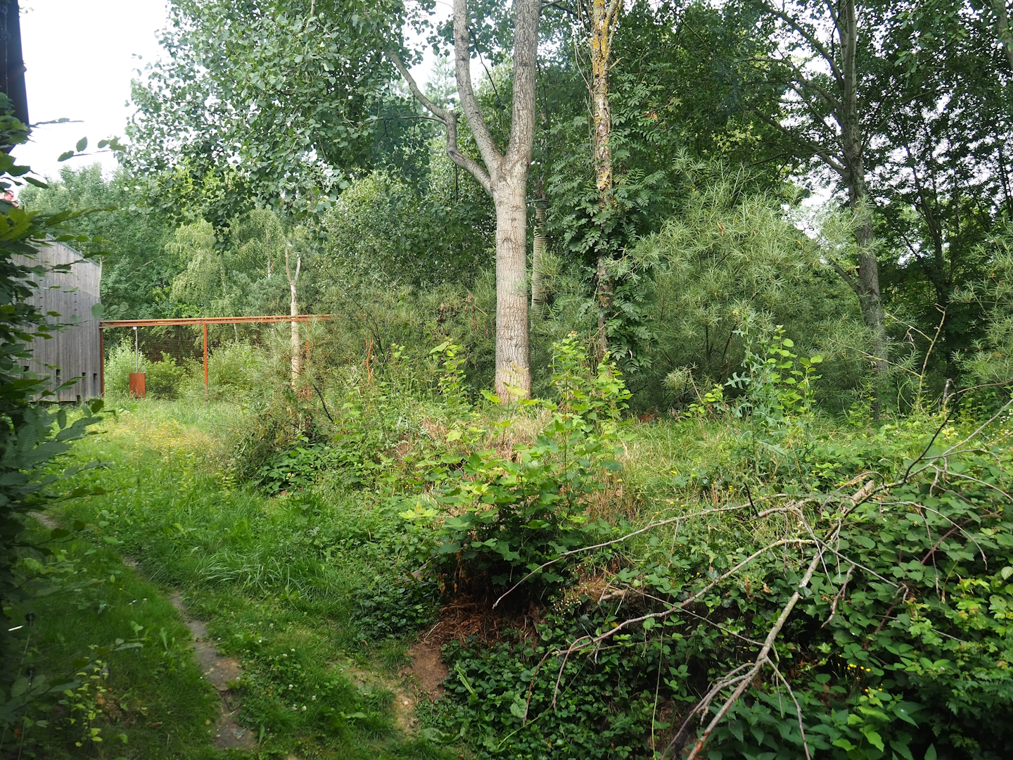 Eurasian lynx exhibit, 2023-07-18