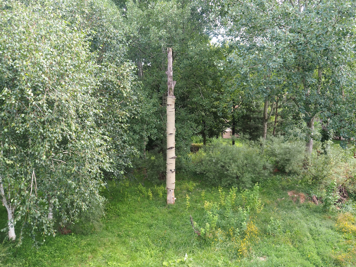 Eurasian lynx exhibit, 2023-07-18