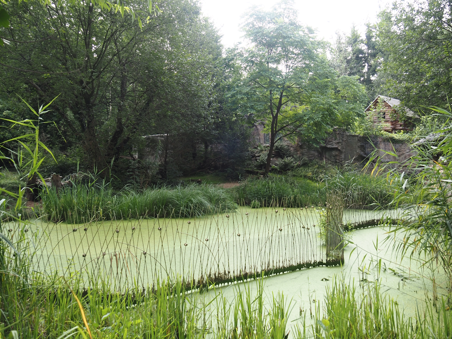 Eurasian lynx exhibit, 2024-08-05