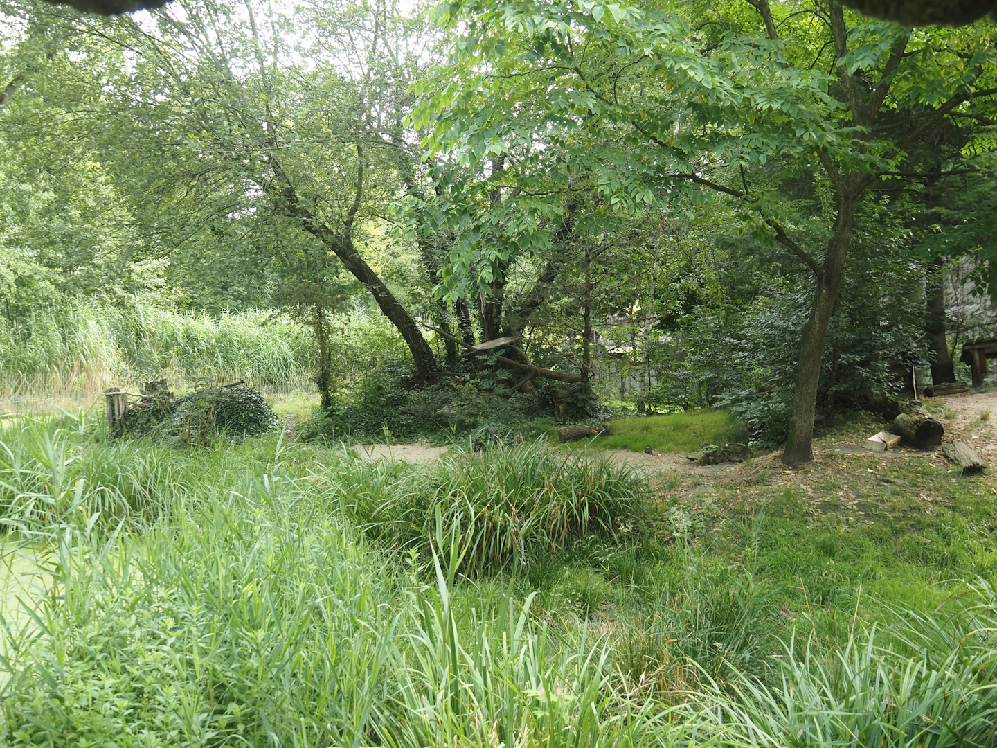 Eurasian lynx exhibit, 2024-08-05