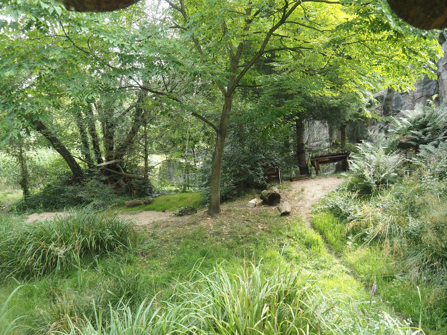 Eurasian lynx exhibit, 2024-08-05