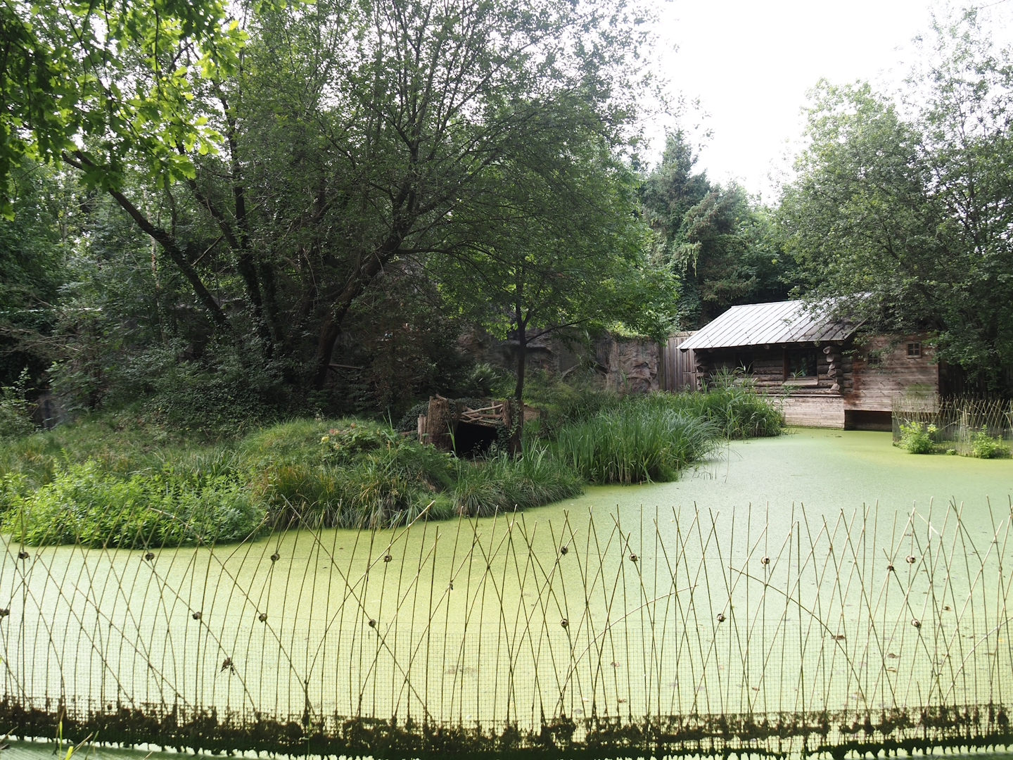 Eurasian lynx exhibit, 2024-08-05