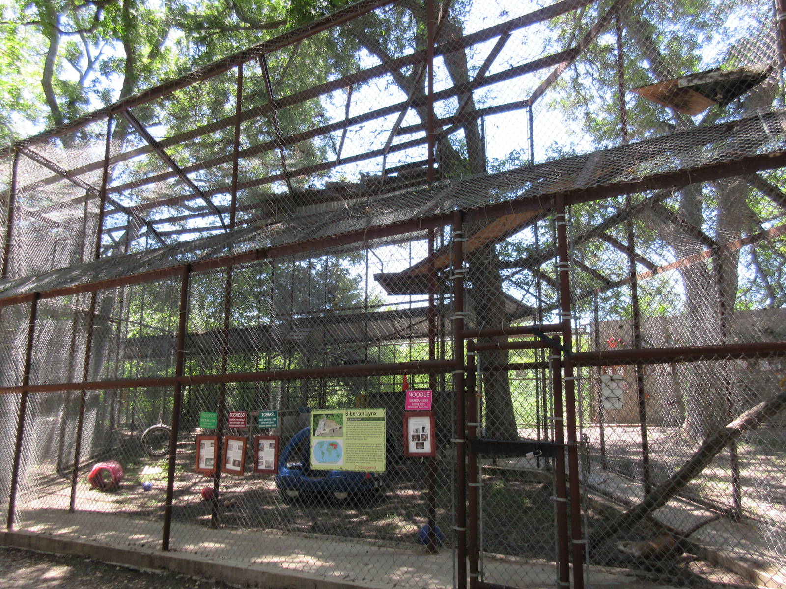 Eurasian Lynx Exhibit - lots of high ramps
