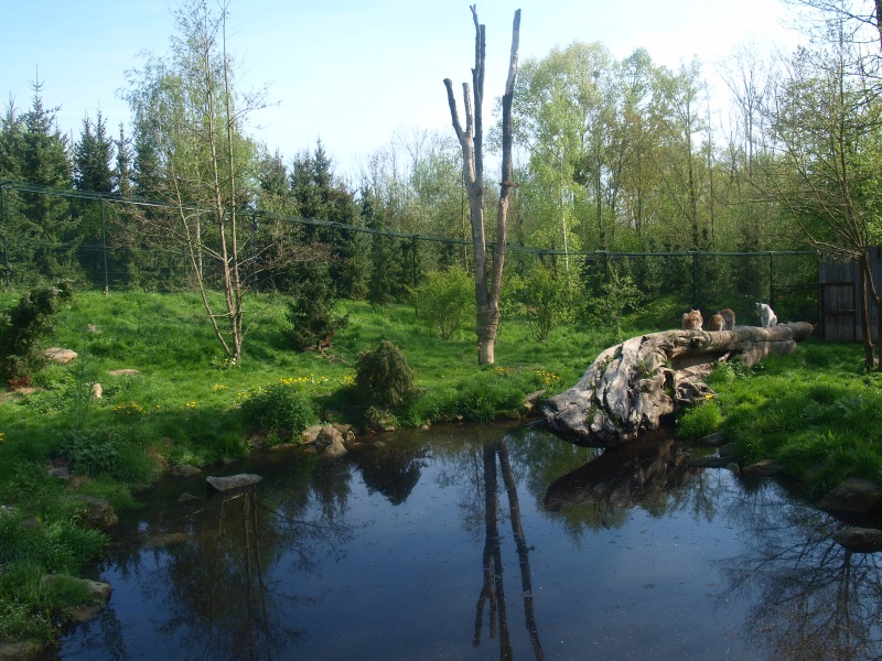 Eurasian lynx exhibit (May 2nd, 2015)