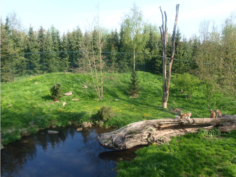 Eurasian lynx exhibit (May 2nd, 2015)