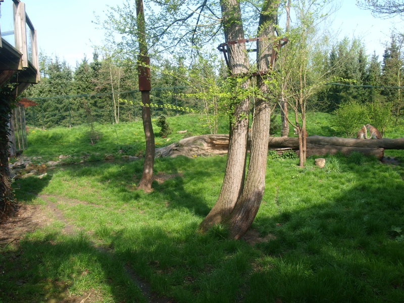 Eurasian lynx exhibit (May 2nd, 2015)