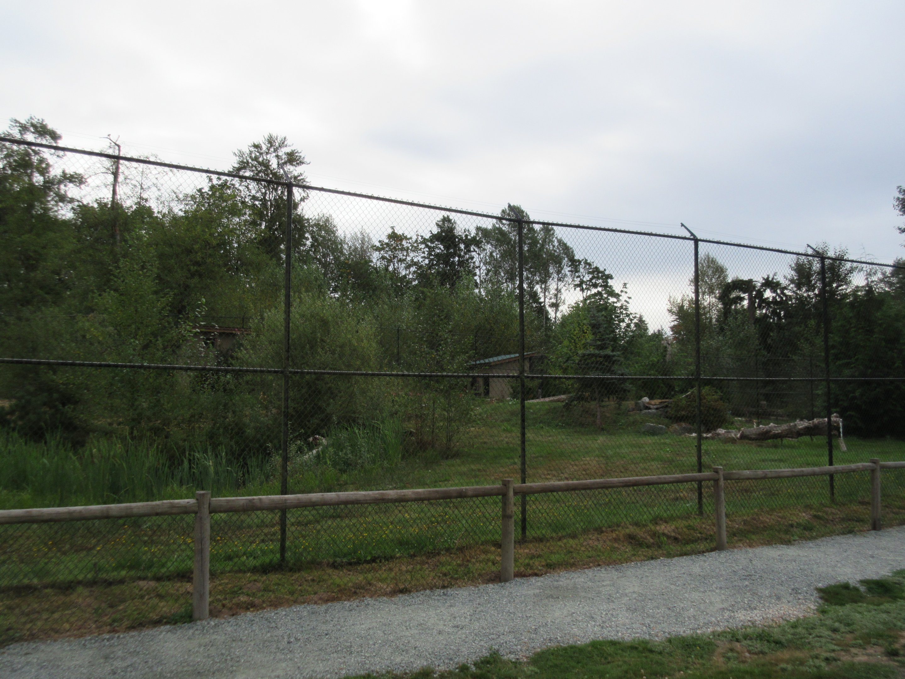Eurasian Lynx Exhibit - New in 2012